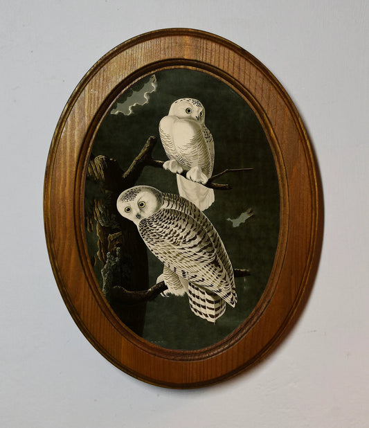 Snowy Owls John James Audubon Light Oak Oval Wooden Framed Classic Art Print 3"x4", 3.5"x5", 4"x6", 5"x7", 6"x8"