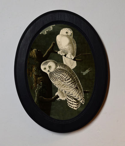 Snowy Owls John James Audubon Black Oval Wooden Framed Classic Art Print 3"x4", 3.5"x5", 4"x6", 5"x7", 6"x8"