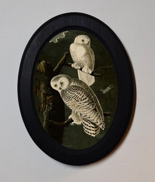 Snowy Owls John James Audubon Black Oval Wooden Framed Classic Art Print 3"x4", 3.5"x5", 4"x6", 5"x7", 6"x8"