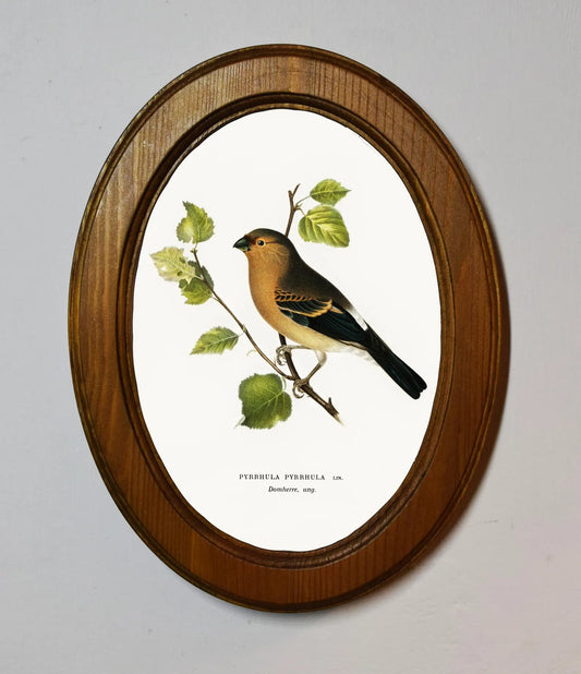 Bullfinch Von Wright Brothers Light Oak Oval Wooden Framed Classic Art Print 3"x4", 3.5"x5", 4"x6", 5"x7", 6"x8"