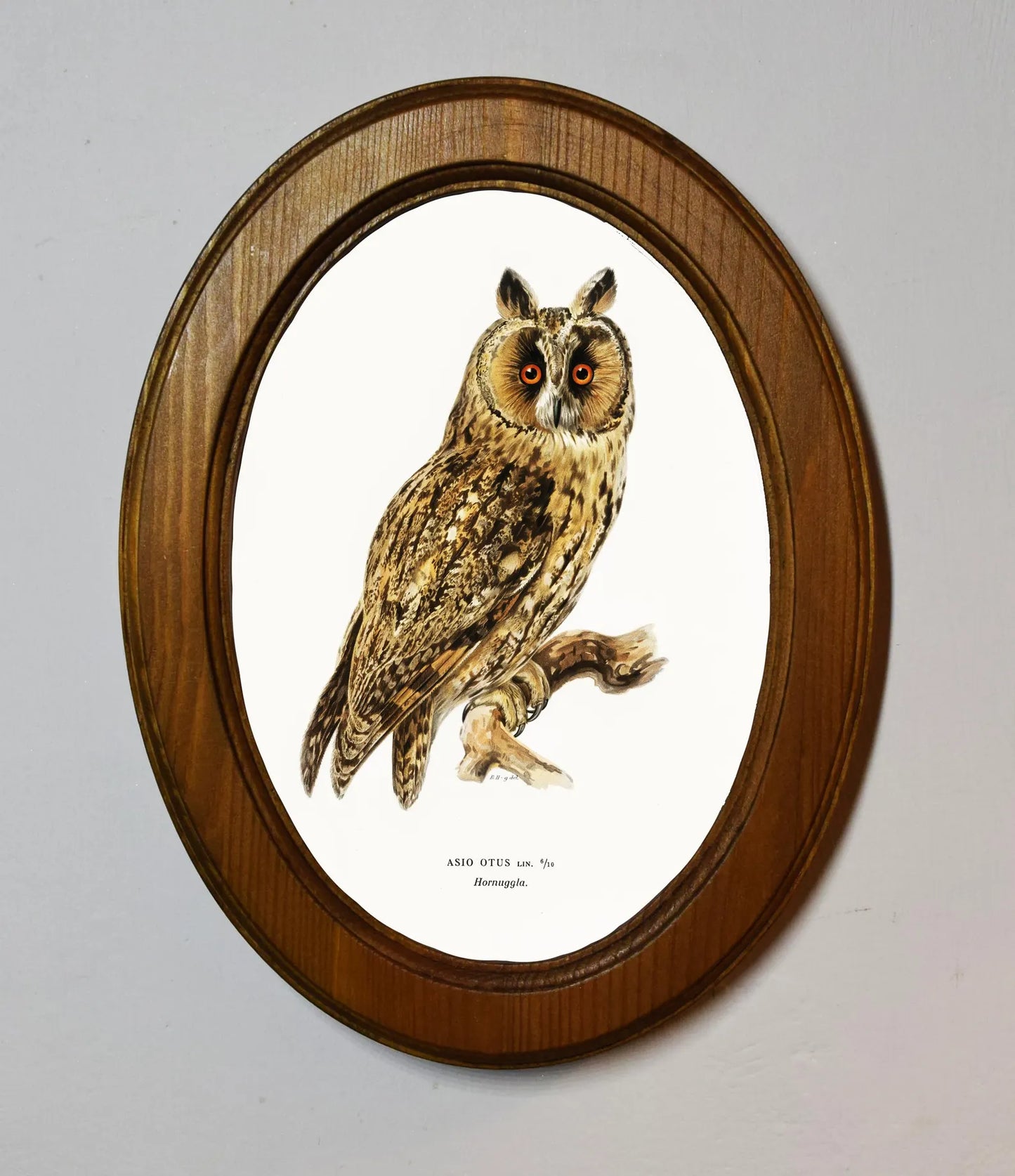 Asio Otus Owl Von Wright Brothers Light Oak Oval Wooden Framed Classic Art Print 3"x4", 3.5"x5", 4"x6", 5"x7", 6"x8"