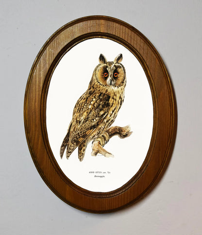Asio Otus Owl Von Wright Brothers Light Oak Oval Wooden Framed Classic Art Print 3"x4", 3.5"x5", 4"x6", 5"x7", 6"x8"