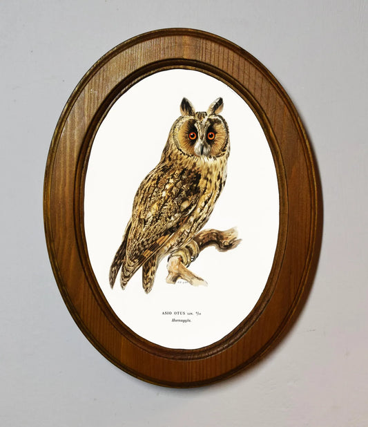 Asio Otus Owl Von Wright Brothers Light Oak Oval Wooden Framed Classic Art Print 3"x4", 3.5"x5", 4"x6", 5"x7", 6"x8"