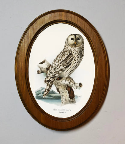 Strix Uralensis Von Wright Brothers Light Oak Oval Wooden Framed Classic Art Print 3"x4", 3.5"x5", 4"x6", 5"x7", 6"x8"