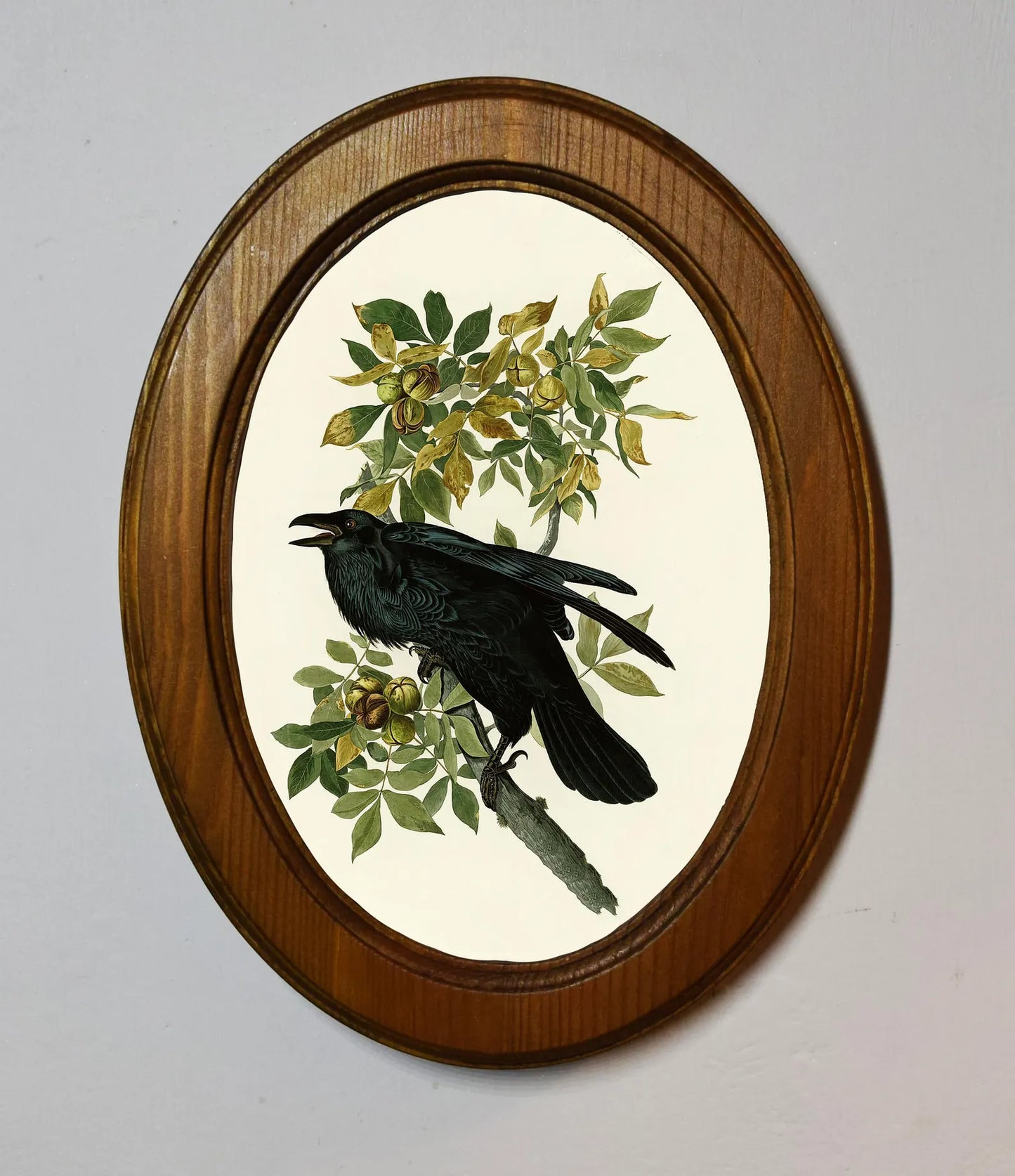 Raven John James Audubon Light Oak Oval Wooden Framed Classic Art Print 3"x4", 3.5"x5", 4"x6", 5"x7", 6"x8"