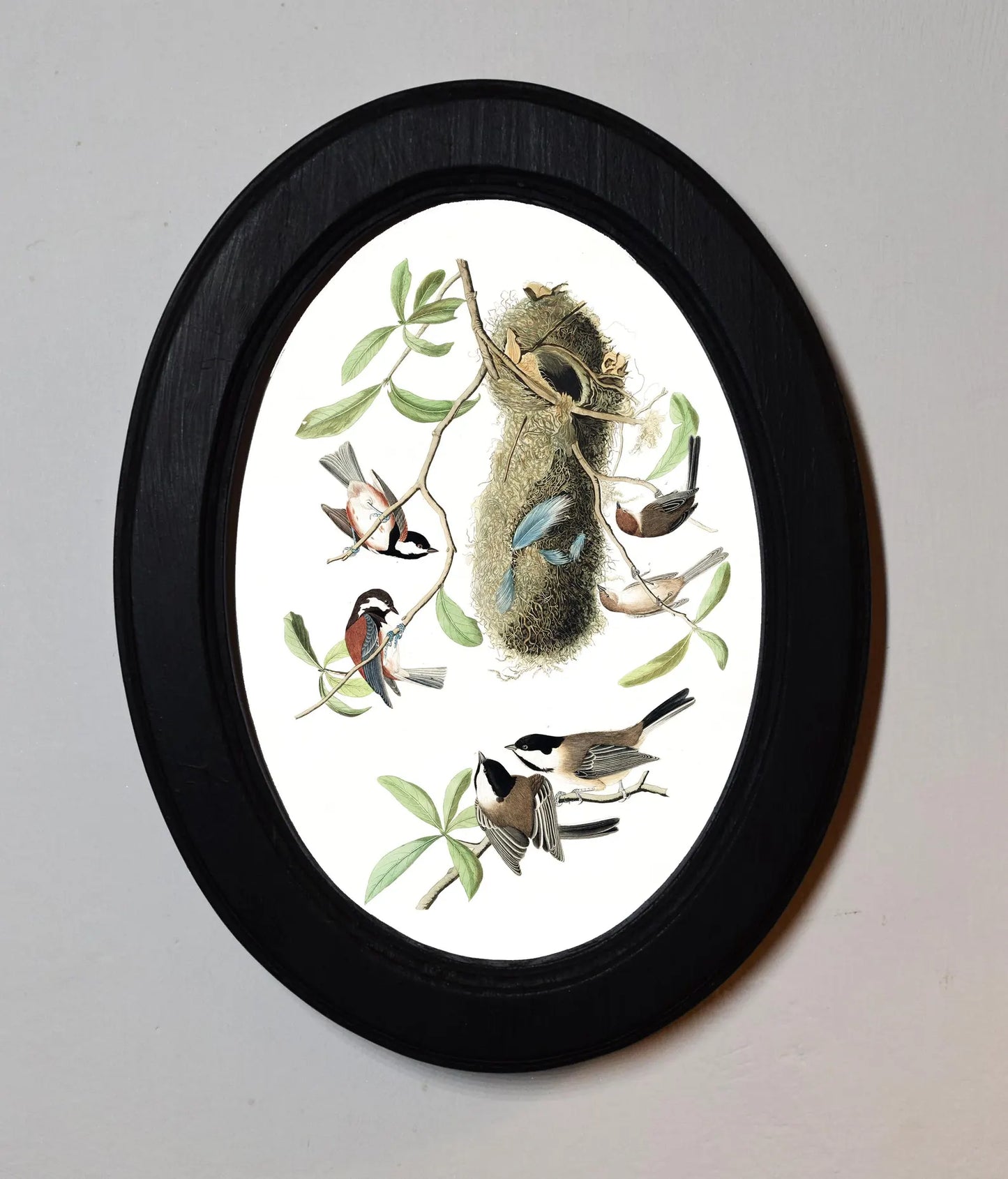 Chesnut Backed Titmouse John James Audubon Black Oval Wooden Framed Classic Art Print 3"x4", 3.5"x5", 4"x6", 5"x7", 6"x8"