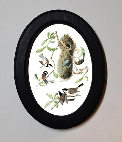 Chesnut Backed Titmouse John James Audubon Black Oval Wooden Framed Classic Art Print 3"x4", 3.5"x5", 4"x6", 5"x7", 6"x8"
