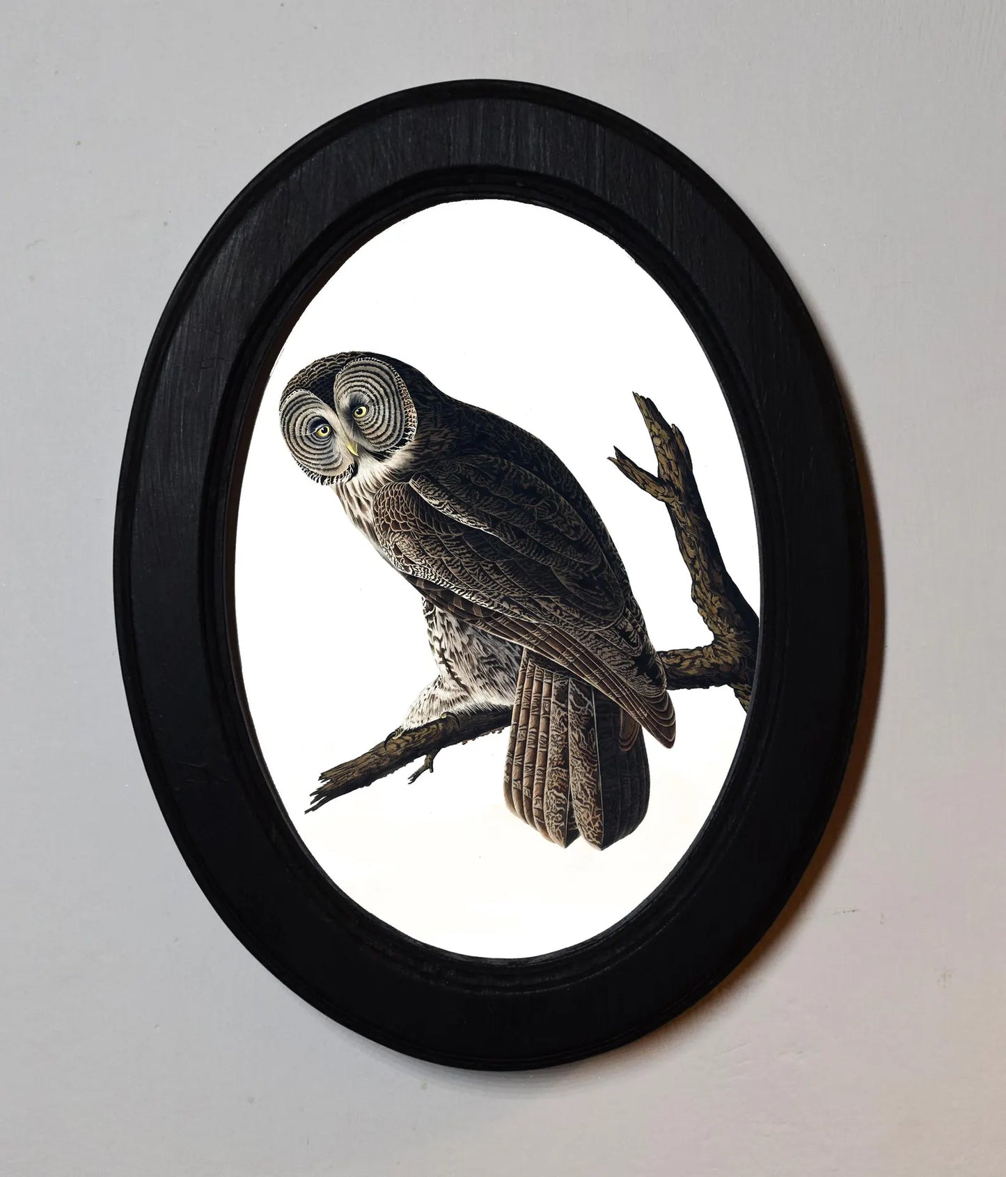 Great Cinereous Owl John James Audubon Black Oval Wooden Framed Classic Art Print 3"x4", 3.5"x5", 4"x6", 5"x7", 6"x8"