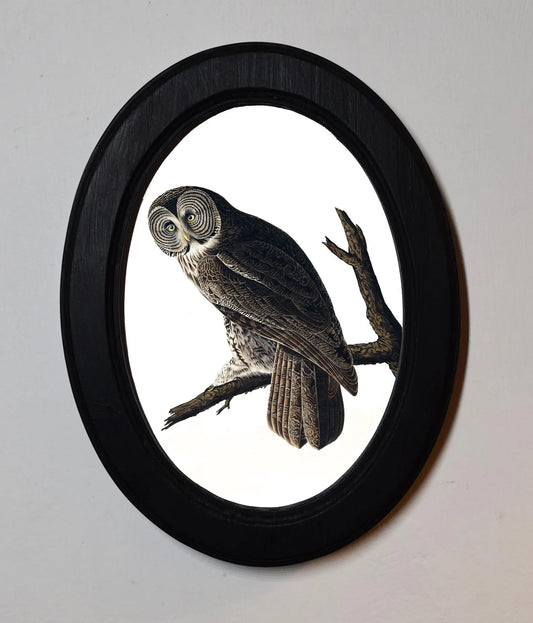 Great Cinereous Owl John James Audubon Black Oval Wooden Framed Classic Art Print 3"x4", 3.5"x5", 4"x6", 5"x7", 6"x8"