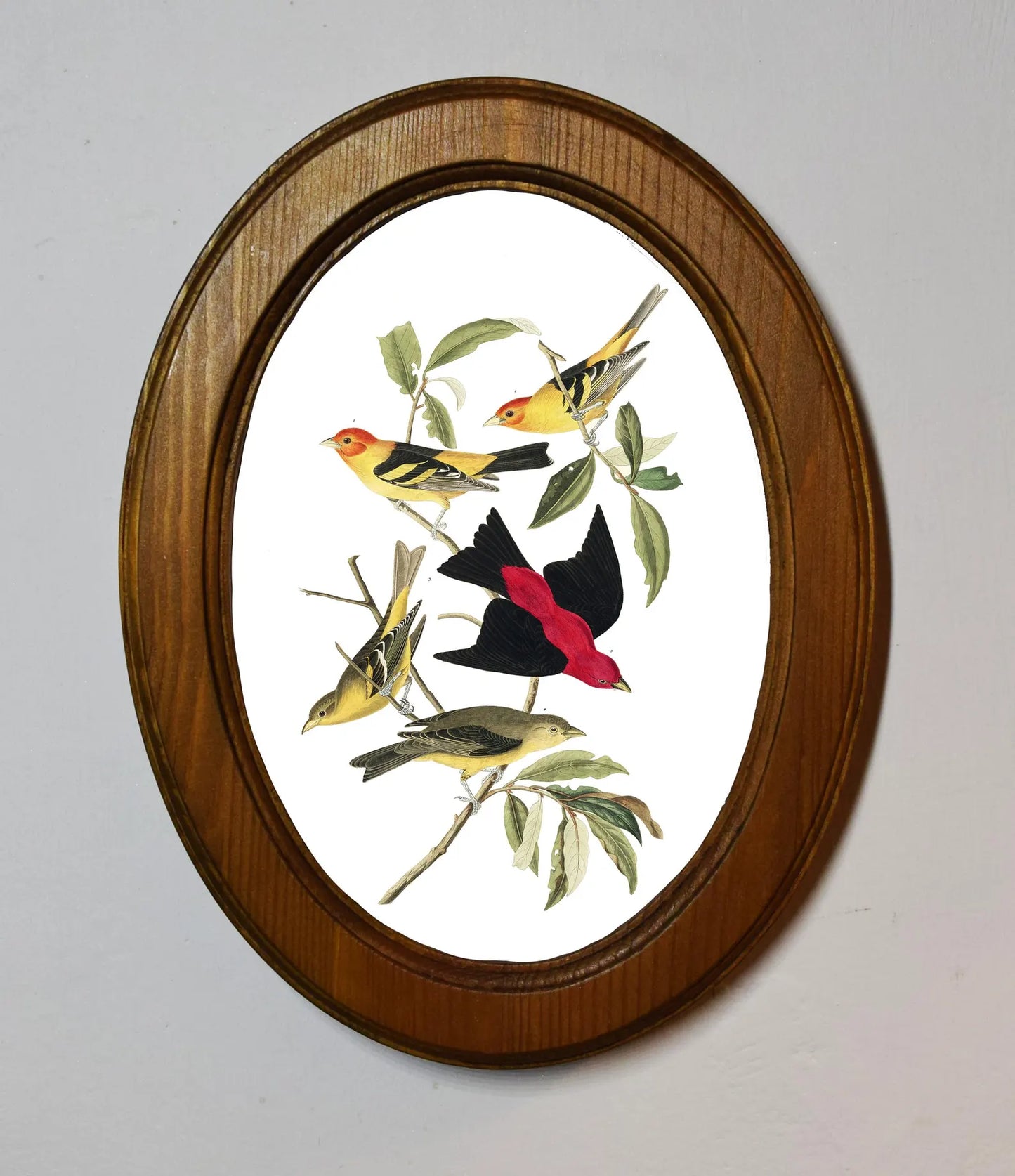 Louisiana Tanager John James Audubon Light Oak Oval Wooden Framed Classic Art Print 3"x4", 3.5"x5", 4"x6", 5"x7", 6"x8"