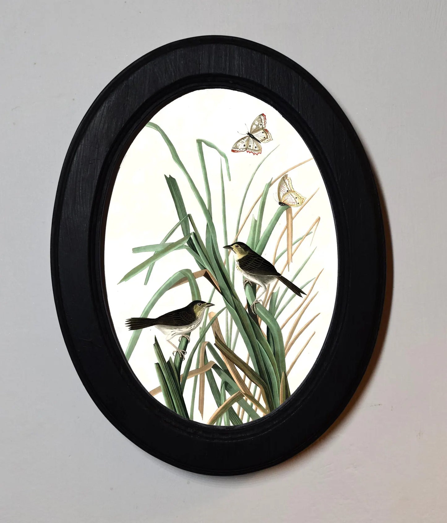 MacGillivray’s Finch John James Audubon Black Oval Wooden Framed Classic Art Print 3"x4", 3.5"x5", 4"x6", 5"x7", 6"x8"