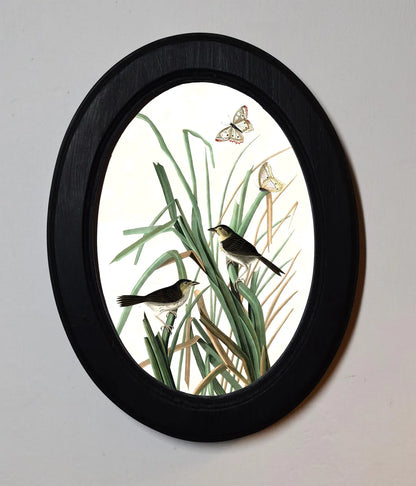 MacGillivray’s Finch John James Audubon Black Oval Wooden Framed Classic Art Print 3"x4", 3.5"x5", 4"x6", 5"x7", 6"x8"