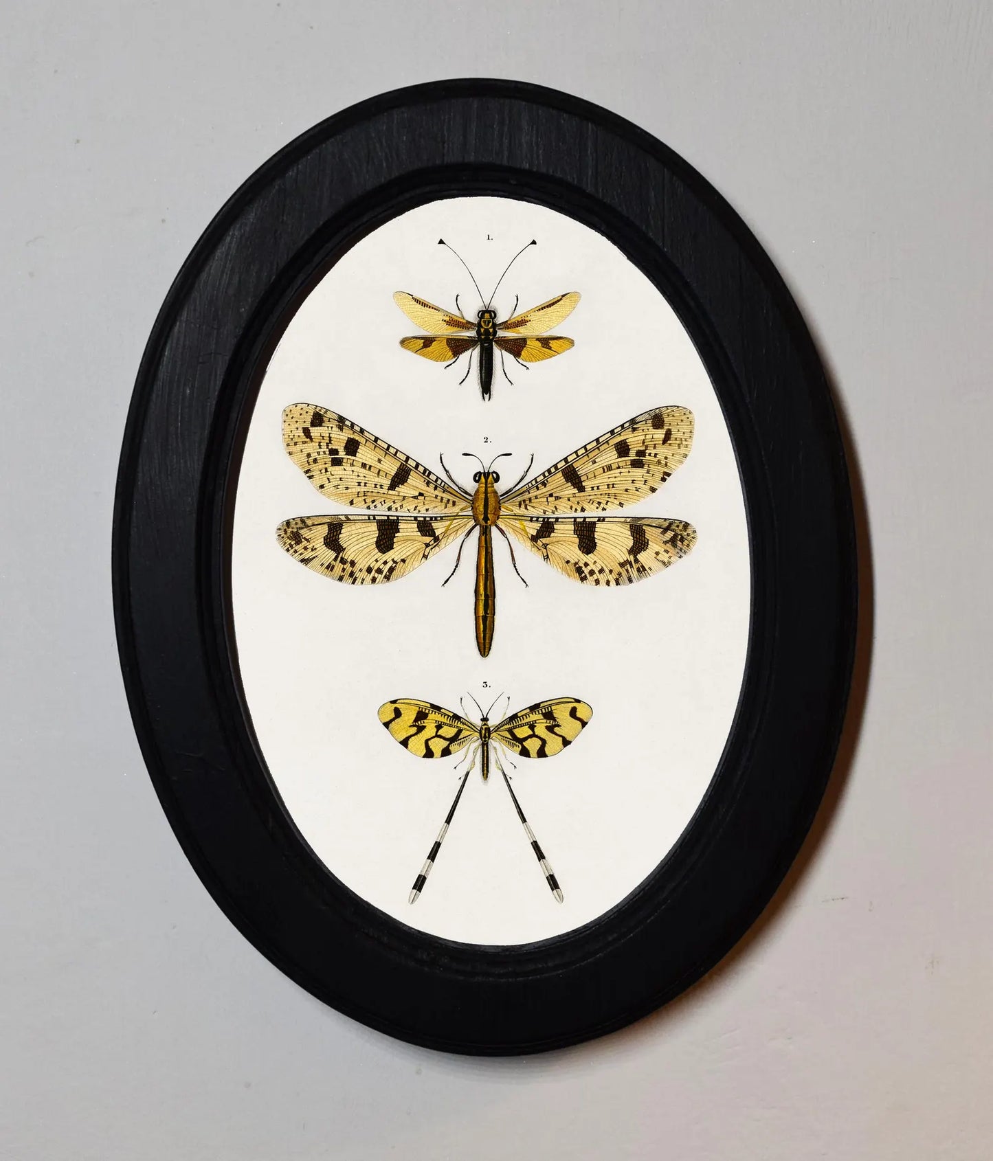 Collection Of Insects Charles Dessalines D'Orbigny Black Oval Wooden Framed Classic Art Print 3"x4", 3.5"x5", 4"x6", 5"x7", 6"x8"