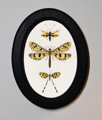 Collection Of Insects Charles Dessalines D'Orbigny Black Oval Wooden Framed Classic Art Print 3"x4", 3.5"x5", 4"x6", 5"x7", 6"x8"