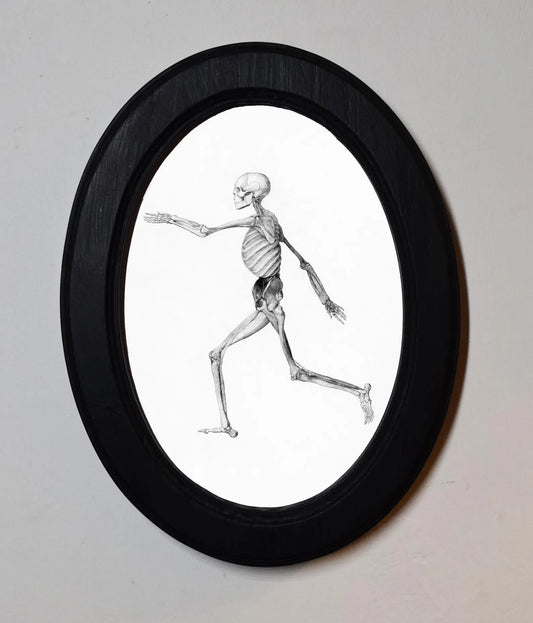Human Skeleton George Stubbs Black Oval Wooden Framed Classic Art Print 3"x4", 3.5"x5", 4"x6", 5"x7", 6"x8"
