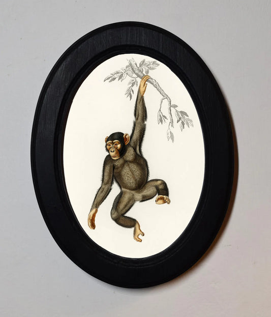 Chimpanzee Charles Dessalines D'Orbigny Black Oval Wooden Framed Classic Art Print 3"x4", 3.5"x5", 4"x6", 5"x7", 6"x8"