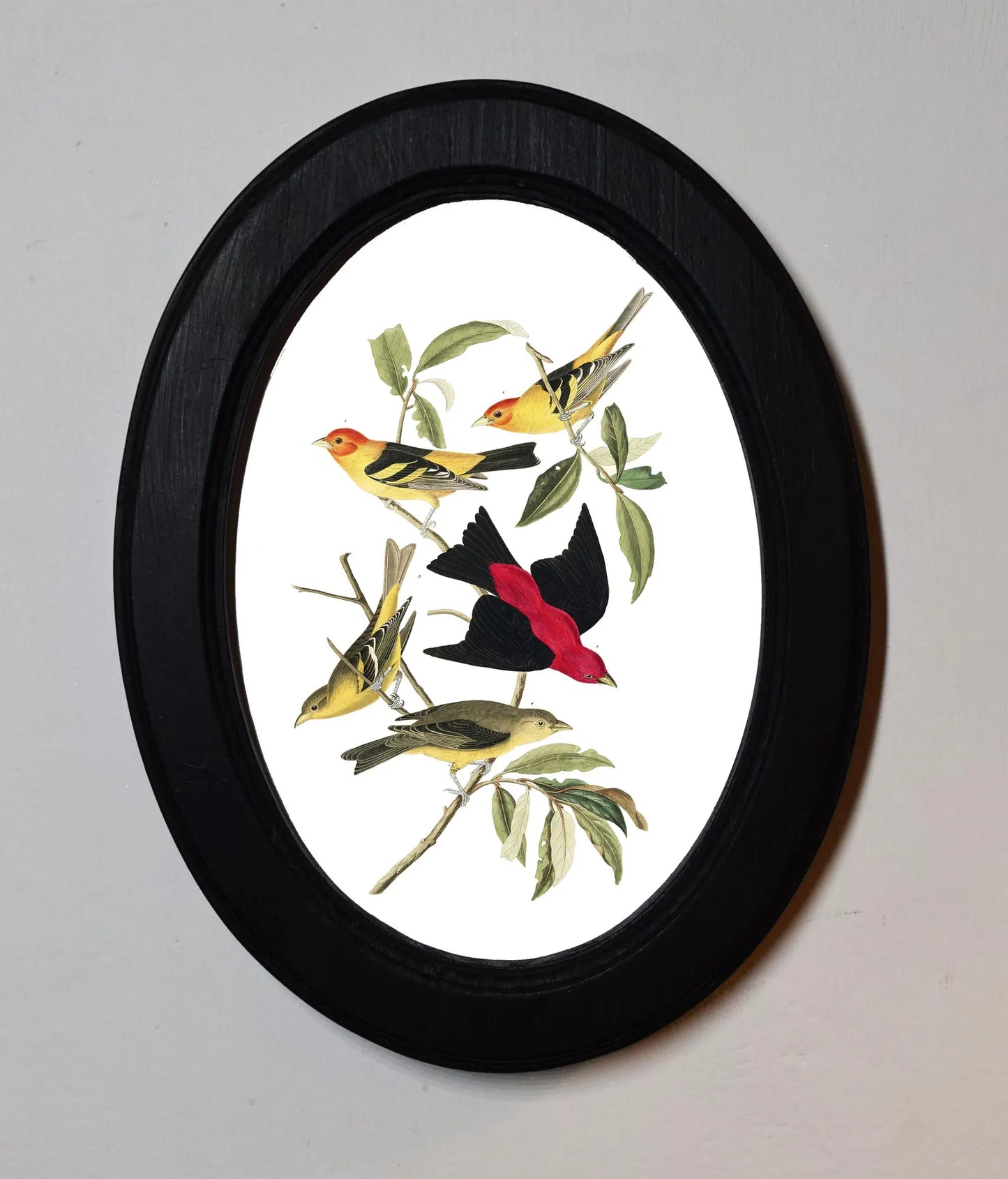 Louisiana Tanager John James Audubon Black Oval Wooden Framed Classic Art Print 3"x4", 3.5"x5", 4"x6", 5"x7", 6"x8"