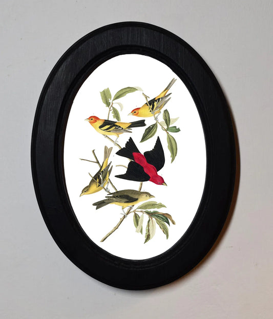 Louisiana Tanager John James Audubon Black Oval Wooden Framed Classic Art Print 3"x4", 3.5"x5", 4"x6", 5"x7", 6"x8"