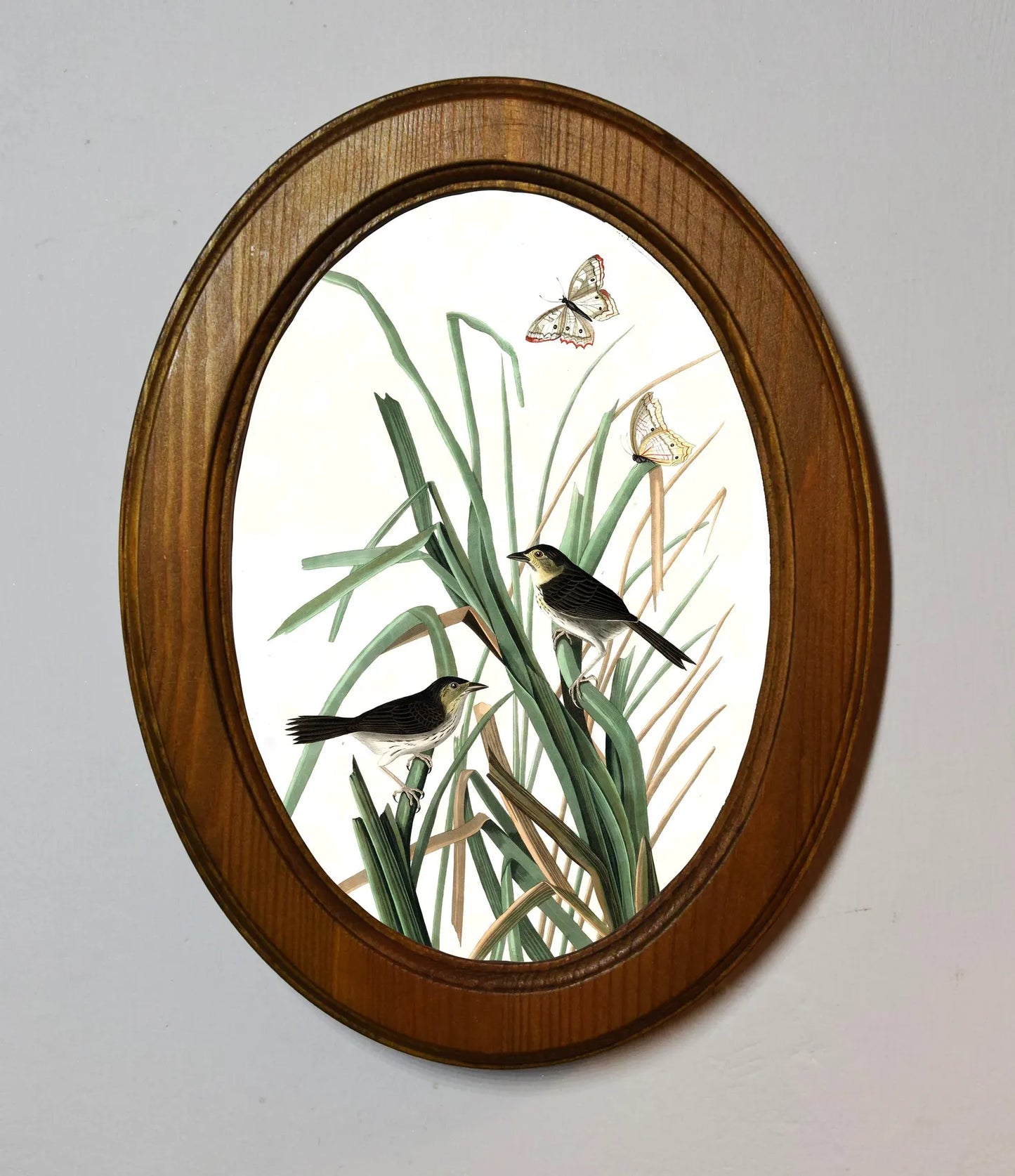 MacGillivray’s Finch John James Audubon Light Oak Oval Wooden Framed Classic Art Print 3"x4", 3.5"x5", 4"x6", 5"x7", 6"x8"