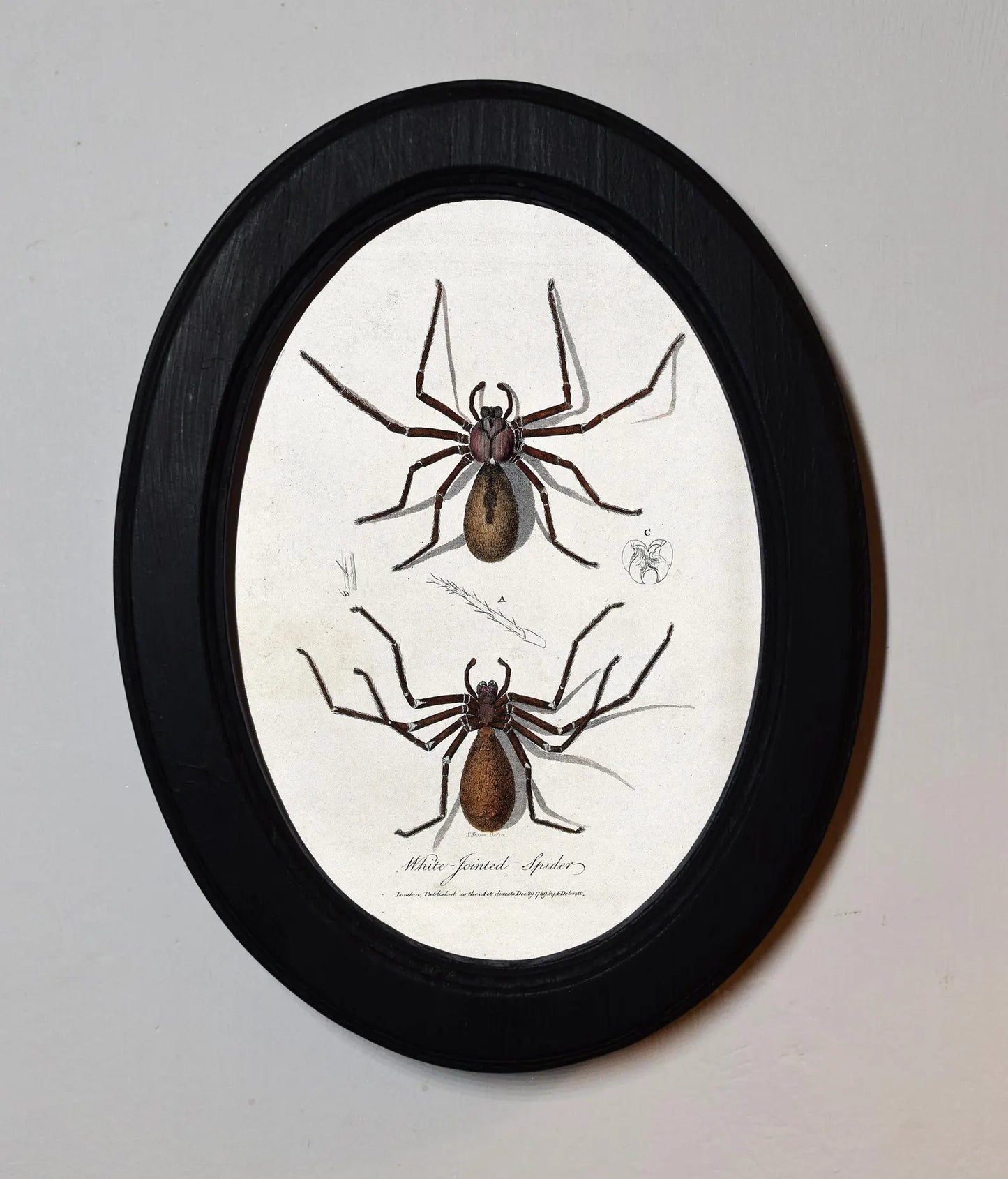 Spiders Charles Dessalines D'Orbigny Black Oval Wooden Framed Classic Art Print 3"x4", 3.5"x5", 4"x6", 5"x7", 6"x8"