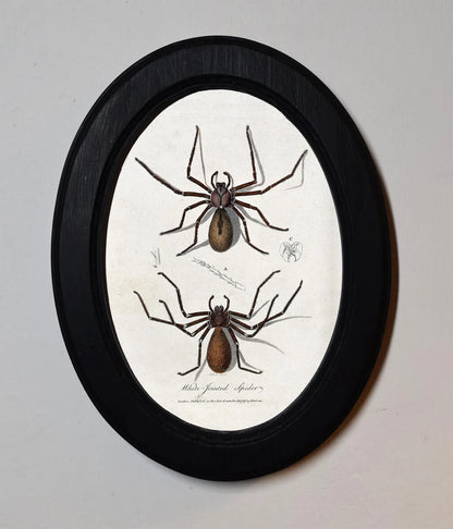 Spiders Charles Dessalines D'Orbigny Black Oval Wooden Framed Classic Art Print 3"x4", 3.5"x5", 4"x6", 5"x7", 6"x8"