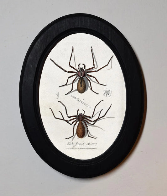 Spiders Charles Dessalines D'Orbigny Black Oval Wooden Framed Classic Art Print 3"x4", 3.5"x5", 4"x6", 5"x7", 6"x8"