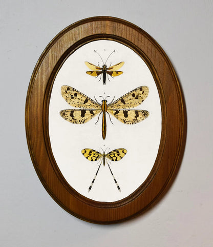 Collection Of Insects Charles Dessalines D'Orbigny Light Oak Oval Wooden Framed Classic Art Print 3"x4", 3.5"x5", 4"x6", 5"x7", 6"x8"